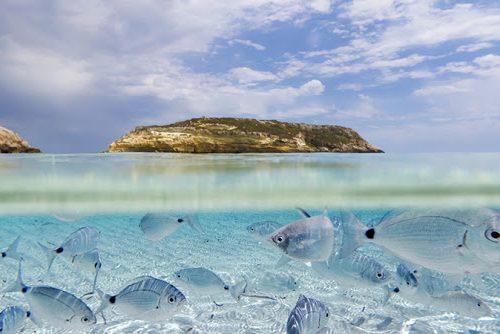 Crystal-clear waters with fish and a distant island, capturing the beauty of nature in the Isole Pelagie.