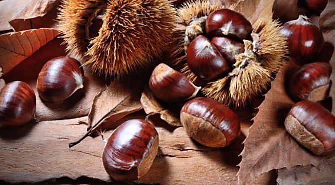 Castagne di Calabria on rustic leaves, showcasing fresh chestnuts and their spiky husks, a delicious gluten-free snack.