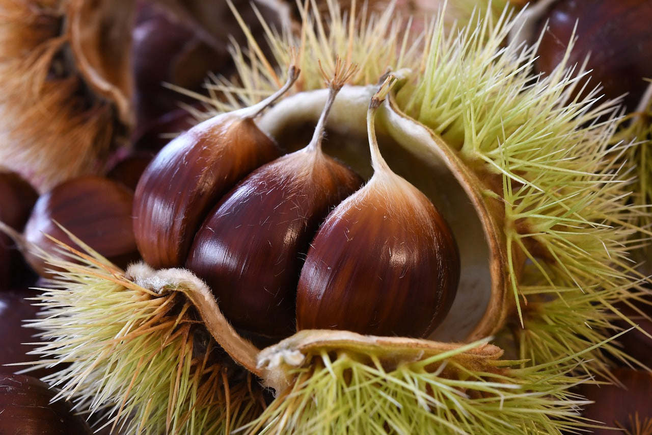 Castagne di Calabria confezione da 1 kg