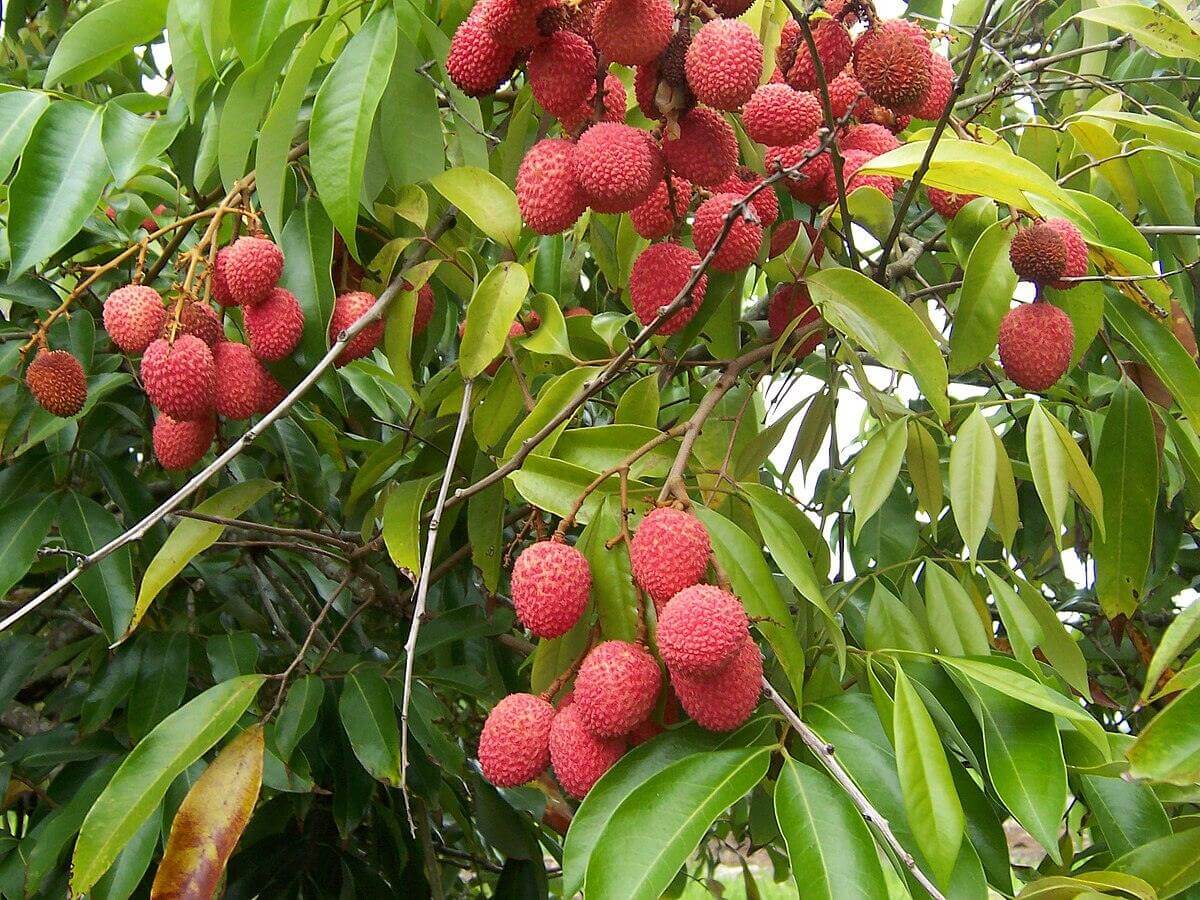 Ripe lychee fruits hanging from tree branches among green leaves, showcasing their vibrant red color.