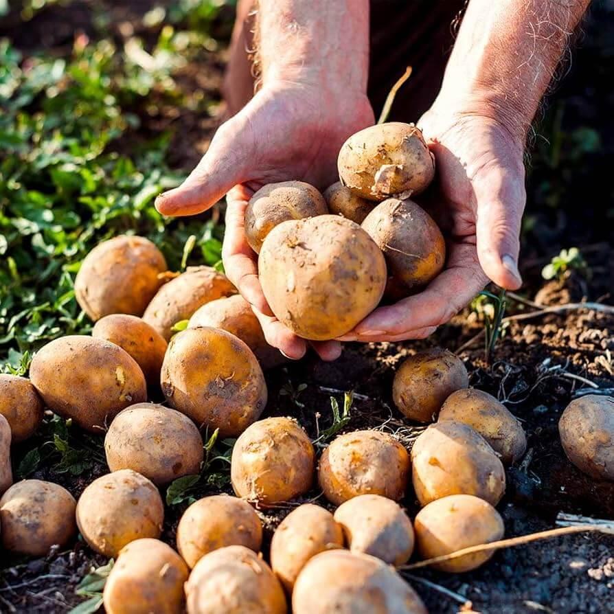 Man holding Patate d' Aspromonte freshly harvested from the ground in a rural setting.