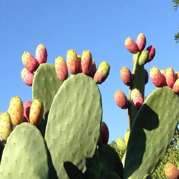 Fichi d'india di Sicilia - Freschi - frutta e verdura di stagione - horecahub.myshopify.com
