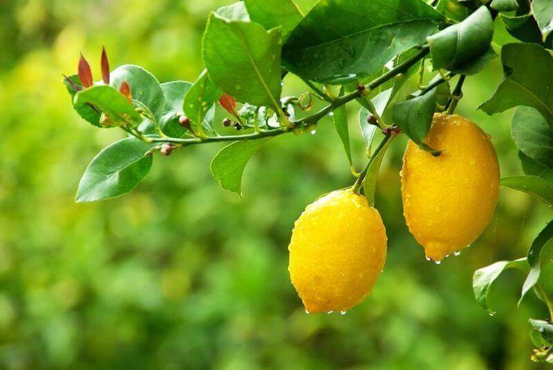 Limoni di Calabria appena raccolti - 5 kg - frutta e verdura di stagione - horecahub.myshopify.com