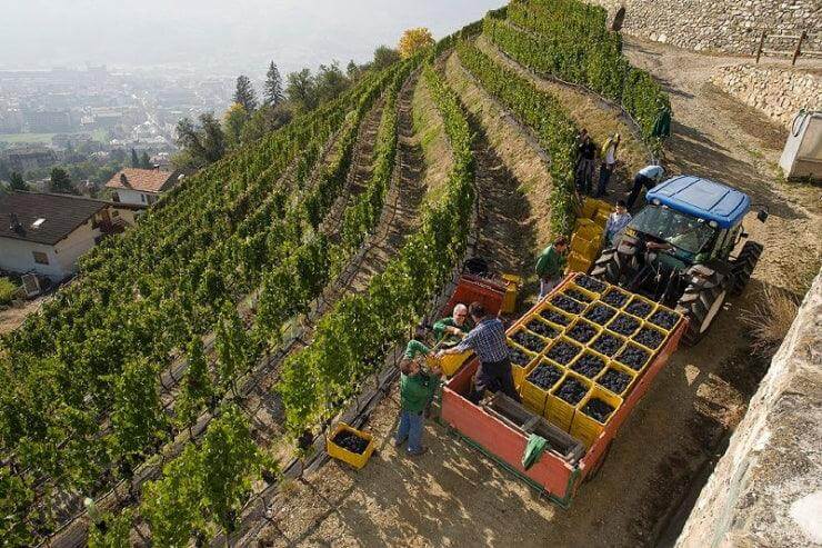 Harvesting grapes in a vineyard for Armacia IGT Calabria Rosso wine production.