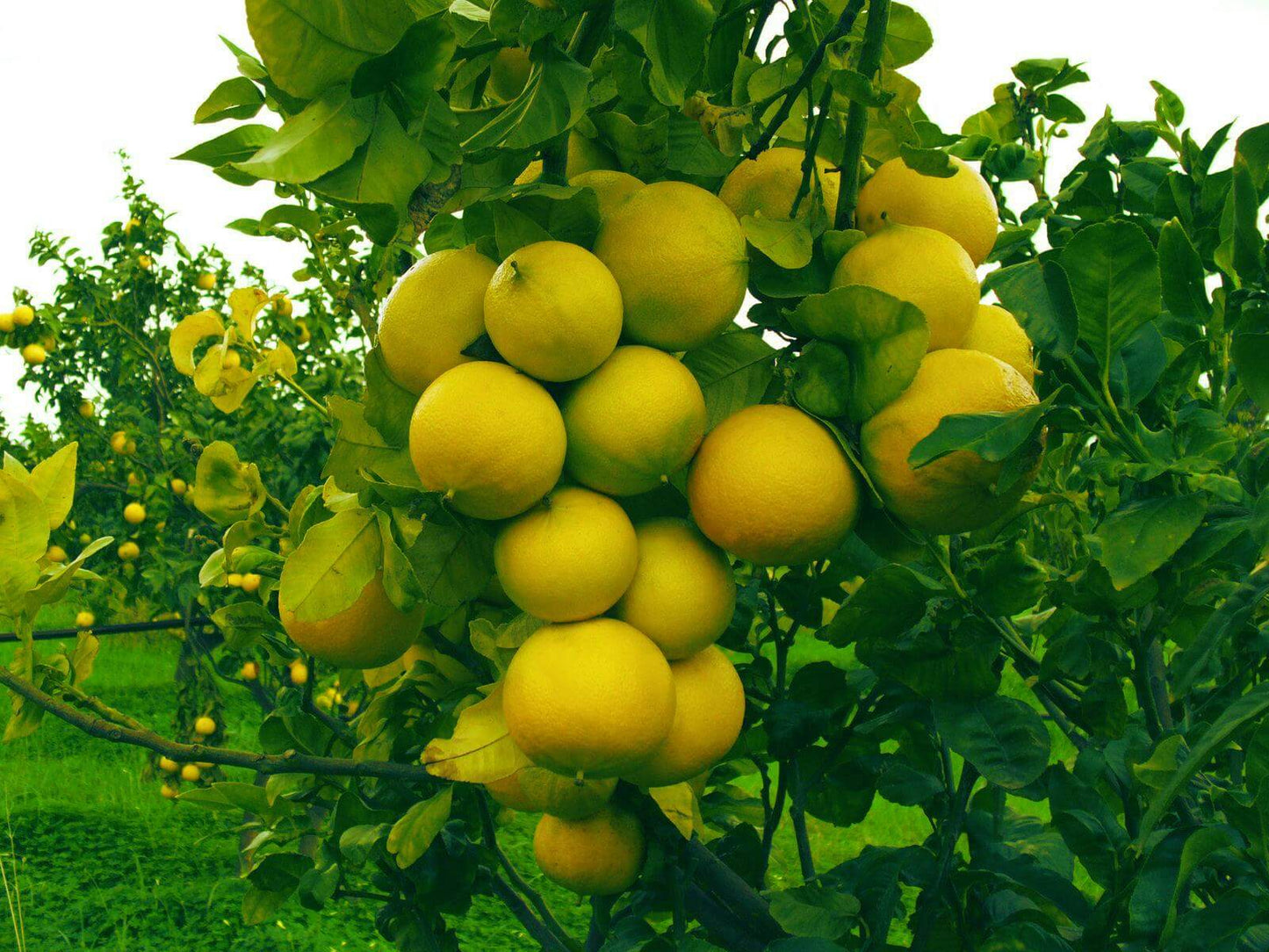 Bergamotto fresco l'originale di Reggio Calabria 1 Kg. - frutta e verdura di stagione - horecahub.myshopify.com