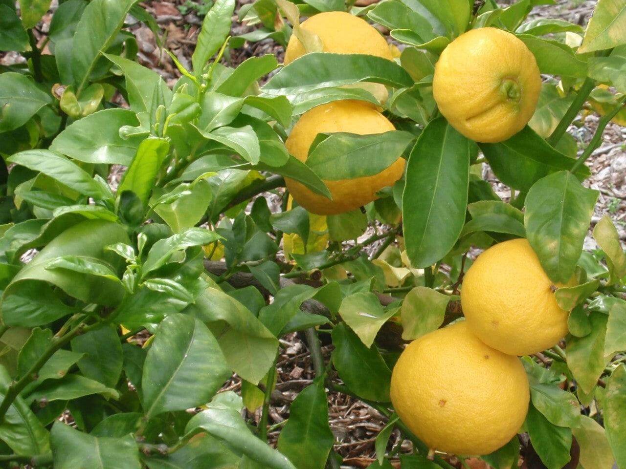 Bergamotto fresco l'originale di Reggio Calabria 1 Kg. - frutta e verdura di stagione - horecahub.myshopify.com