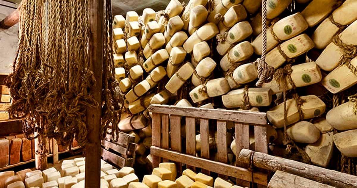 Caciocavallo Ragusano DOP showcased in a cheese aging cellar with stacked cheese wheels and wooden shelves.