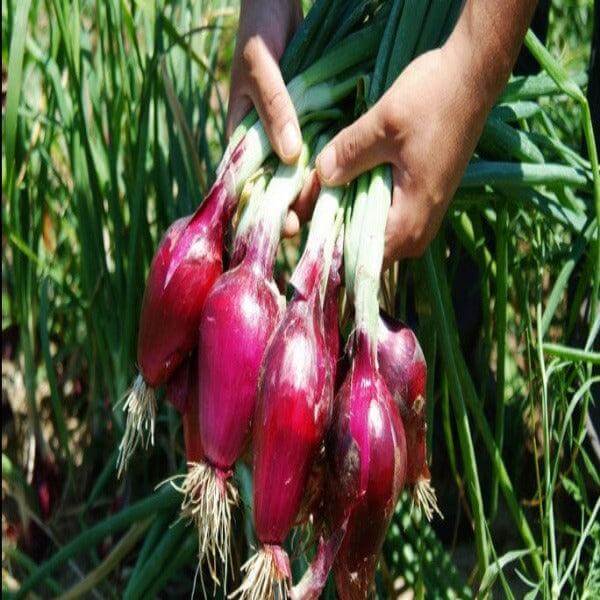 Cipolla Rossa - 1 kg - frutta e verdura di stagione - horecahub.myshopify.com