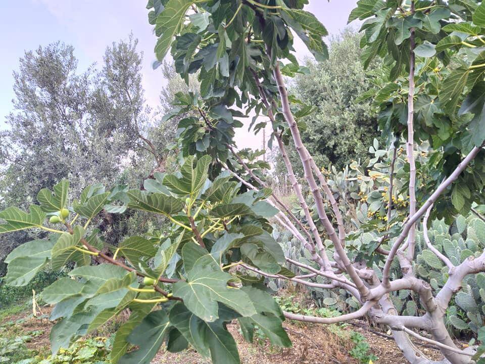 Fichi secchi calabresi nella canna - frutta e verdura di stagione - horecahub.myshopify.com