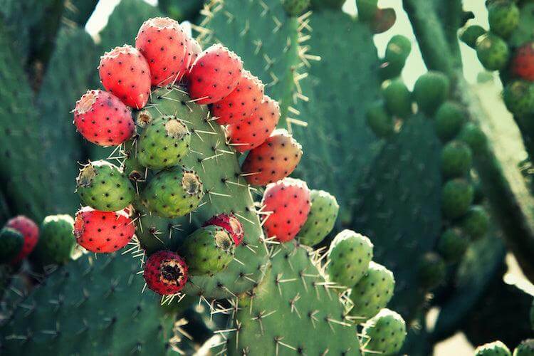 Fichi d'india di Sicilia - Freschi - frutta e verdura di stagione - horecahub.myshopify.com