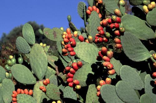 Fichi d'india di Sicilia - Freschi - frutta e verdura di stagione - horecahub.myshopify.com