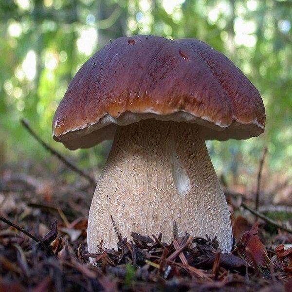 Funghi Porcini Extra - Essiccati 100 gr. - Conserve di Terra, di Mare, Delicatessen - horecahub.myshopify.com