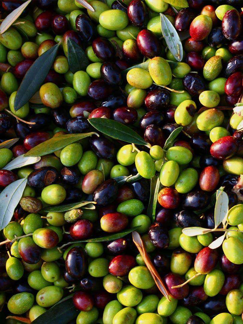 Olio di Oliva da Molitura a Freddo, olive fresche raccolte per la produzione di olio biologico.