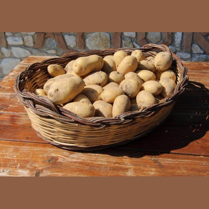 Patate d' Aspromonte in a wicker basket, showcasing their yellow skin and medium to large size.