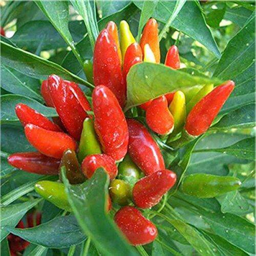 Peperoncino calabrese a Mazzetto - frutta e verdura di stagione - horecahub.myshopify.com