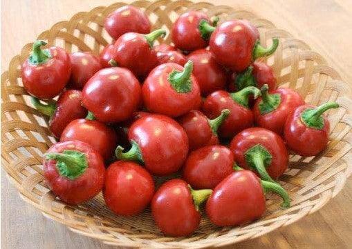 Peperone Rotondo Ciliegino da Riempire - frutta e verdura di stagione - horecahub.myshopify.com