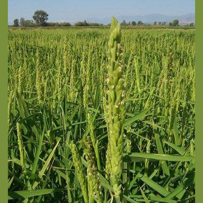 Riso di Sibari - Arborio di Calabria 1 kg. - Prodotti da forno - horecahub.myshopify.com