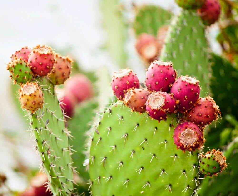Fichi d'india di Sicilia - Freschi - frutta e verdura di stagione - horecahub.myshopify.com