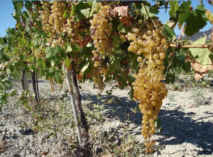 Vino Passito Bianco - Greco di Bianco Passito DOC 50 cl. - Vini e liquori - horecahub.myshopify.com