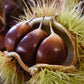 Castagne di Calabria confezione da 1 kg