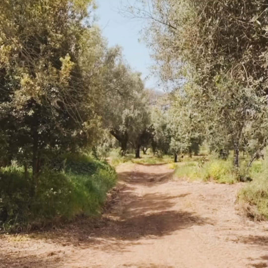 Pathway through olive trees in a serene landscape, representative of traditional oil production.