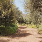 Pathway through olive trees in a serene landscape, representative of traditional oil production.