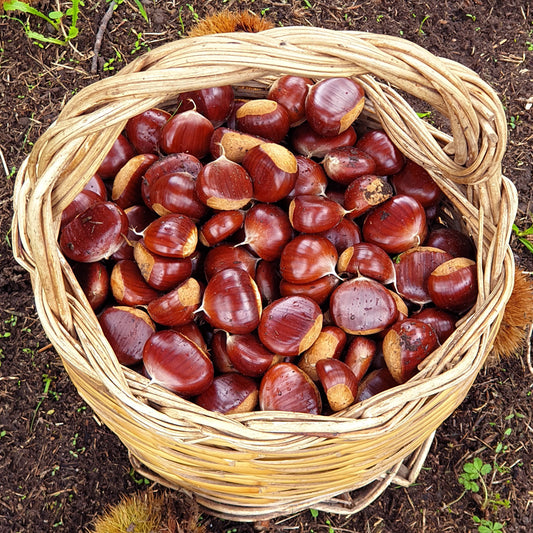 Castagne di Calabria confezione da 1 kg