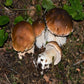Funghi Freschi - Porcino di Bosco  Boletus Edulis - frutta e verdura di stagione - horecahub.myshopify.com