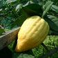 Cedri Calabresi - Freschi conf. da 2 kg - frutta e verdura di stagione - horecahub.myshopify.com