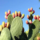 Fichi d'india di Sicilia - Freschi - frutta e verdura di stagione - horecahub.myshopify.com