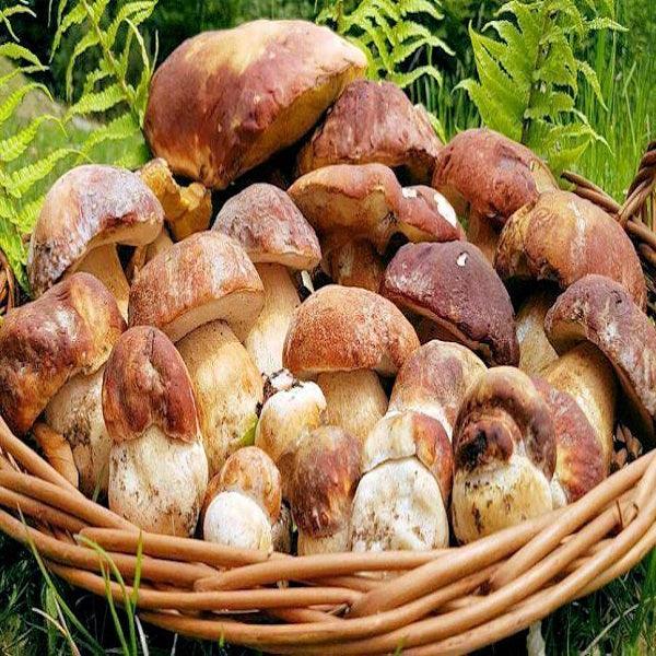 Funghi Porcini Extra - Essiccati 100 gr. - Conserve di Terra, di Mare, Delicatessen - horecahub.myshopify.com