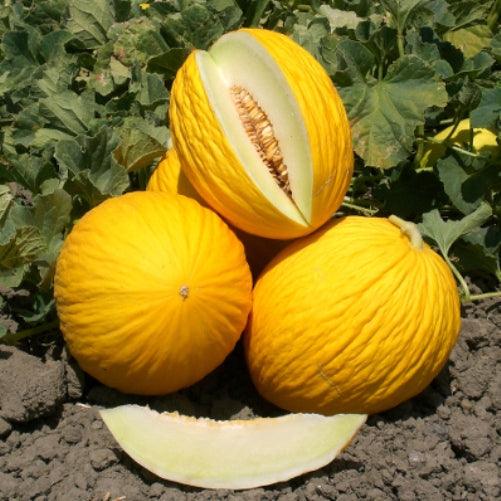 Melone Giallo dell'Orto circa 1.5 kg - frutta e verdura di stagione - horecahub.myshopify.com