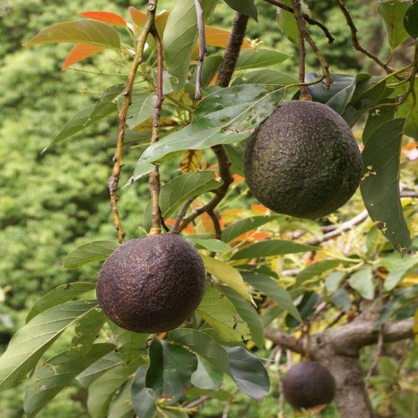 Avocado di Calabria - Frutta Esotica Calabrese - frutta e verdura di stagione - horecahub.myshopify.com