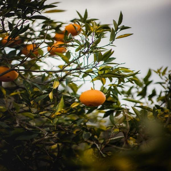 Arance Gialle Calabresi Washington - Raccolte a Mano 5 kg - frutta e verdura di stagione - horecahub.myshopify.com