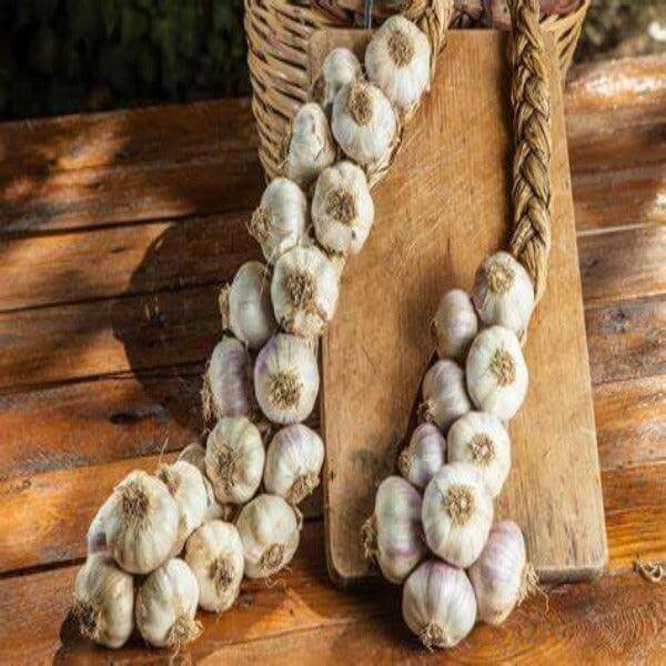 Aglio siciliano in treccia 1 kg. - frutta e verdura di stagione - horecahub.myshopify.com