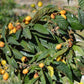 Nespole Fresche cestino da 500 gr. - frutta e verdura di stagione - horecahub.myshopify.com