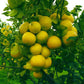 Bergamotto fresco l'originale di Reggio Calabria 1 Kg. - frutta e verdura di stagione - horecahub.myshopify.com