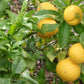 Bergamotto fresco l'originale di Reggio Calabria 1 Kg. - frutta e verdura di stagione - horecahub.myshopify.com