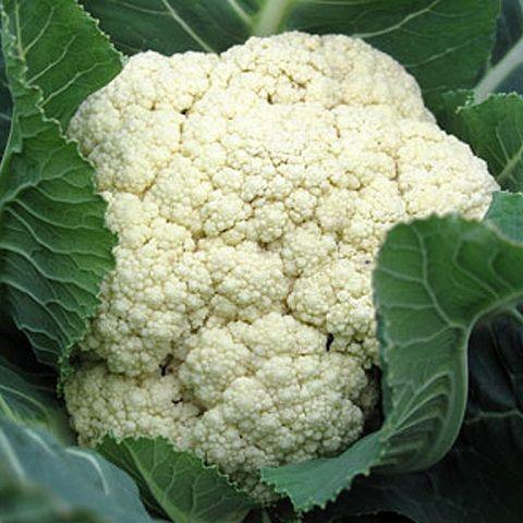 Cavolfiore Bianco - Fresco - frutta e verdura di stagione - horecahub.myshopify.com