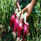 Cipolla Rossa - 1 kg - frutta e verdura di stagione - horecahub.myshopify.com