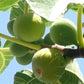 Fichi Freschi raccolti in Calabria confezione da 1 kg - frutta e verdura di stagione - horecahub.myshopify.com