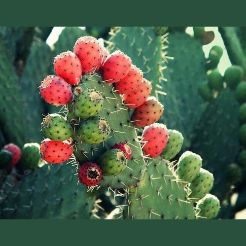 Fichi d'india di Sicilia - Freschi - frutta e verdura di stagione - horecahub.myshopify.com