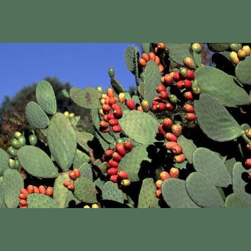 Fichi d'india di Sicilia - Freschi - frutta e verdura di stagione - horecahub.myshopify.com