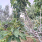 Fichi secchi calabresi nella canna - frutta e verdura di stagione - horecahub.myshopify.com