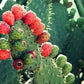 Fichi d'india di Sicilia - Freschi - frutta e verdura di stagione - horecahub.myshopify.com