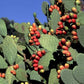 Fichi d'india di Sicilia - Freschi - frutta e verdura di stagione - horecahub.myshopify.com