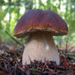 Funghi Porcini Extra - Essiccati 100 gr. - Conserve di Terra, di Mare, Delicatessen - horecahub.myshopify.com