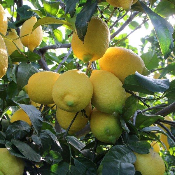 Limoni di Calabria appena raccolti - 5 kg - frutta e verdura di stagione - horecahub.myshopify.com