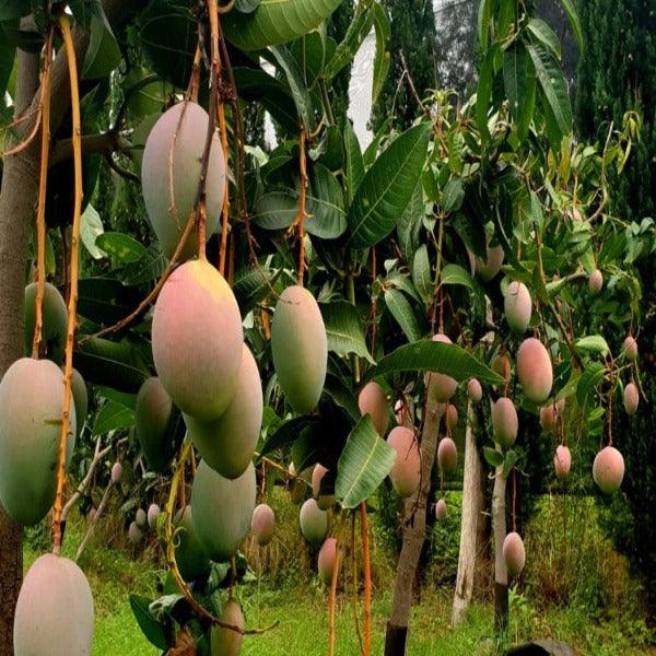 Mango di Calabria - Frutta Tropicale Calabrese - frutta e verdura di stagione - horecahub.myshopify.com