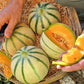 Melone Cantalupo Intero da circa 1,5 kg - frutta e verdura di stagione - horecahub.myshopify.com